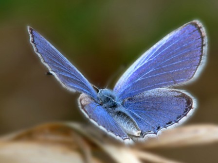 hermosa-mariposa-azul-wallpapers_28434_1600x1200